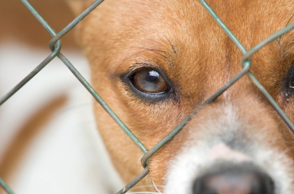 Vicious Dogs – Ohio Animal Law Center